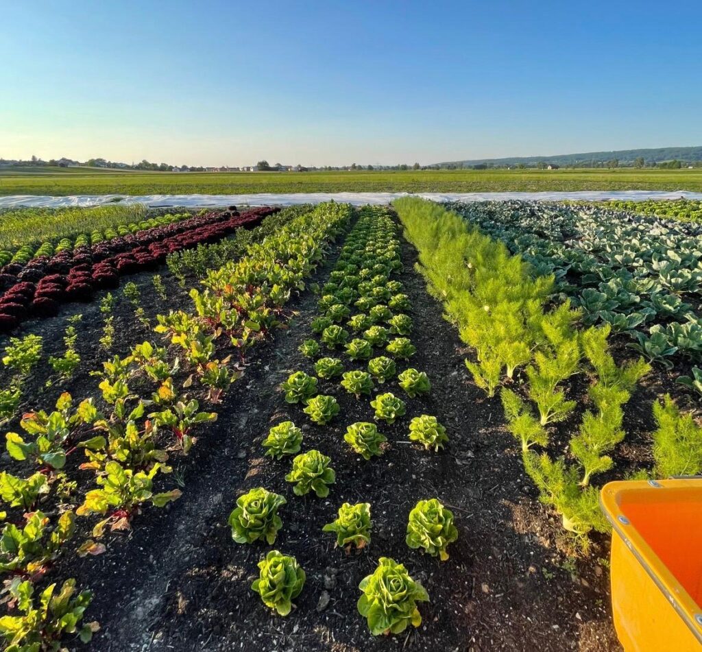 feld mit frischem gemüse in raisting
